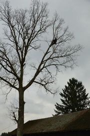 pilarz. wycinka trudnych drzew w zabezpieczeniu linowym Olsztyn