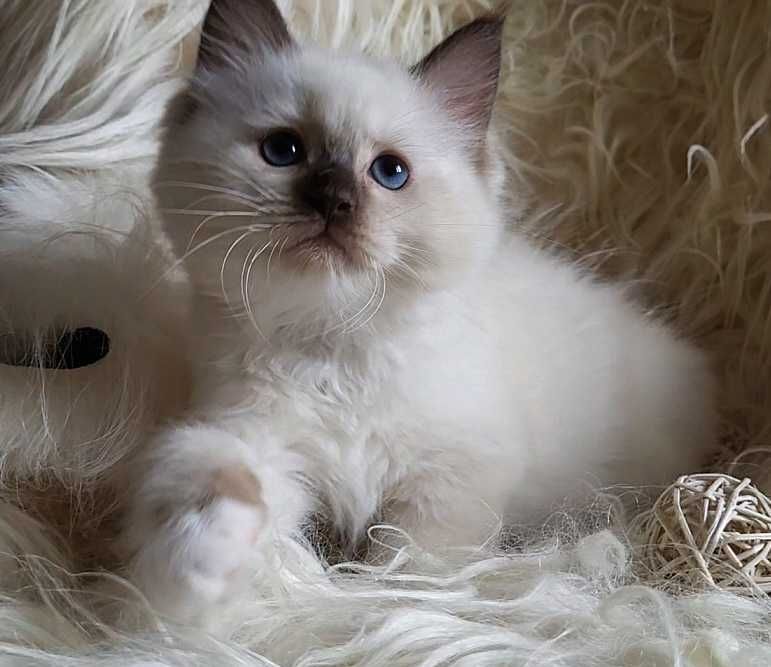 Kocurek Ragdoll z rodowodem WCF- lipiec