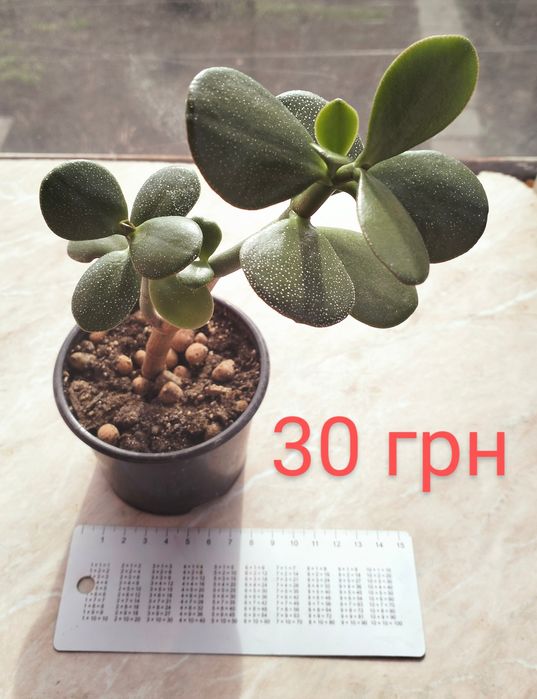 Продам красули (грошові дерева)