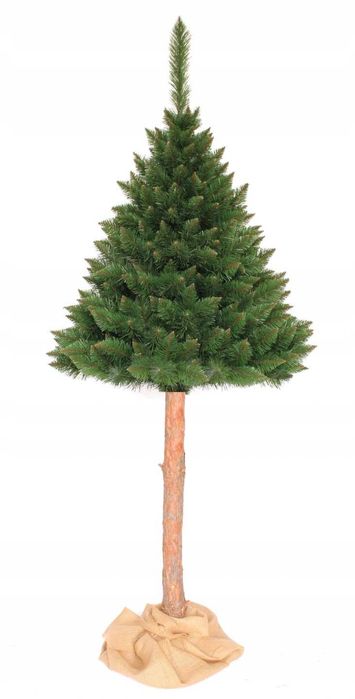 Choinka na pniu Sosna Himalajska 160cm