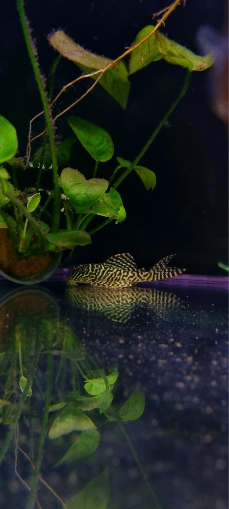 Zbrojnik L066 pleco WF/ Hypancistrus cf. debilittera (L066)