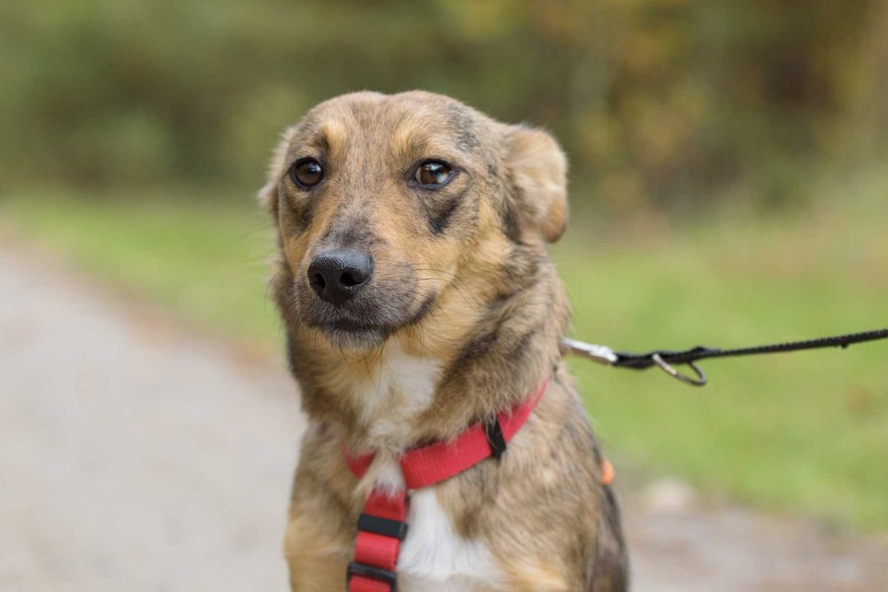 ALAYA - psi podrostek za kratami, sunia młodzinka ok. 10 miesięcy