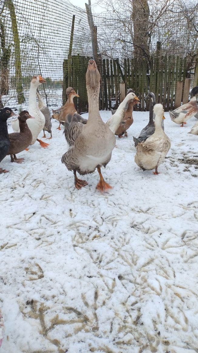 Jajeczka lęgowe kaczki, biegusy,czubate, piżmowe