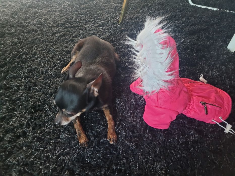 Kurtka dla małego psa