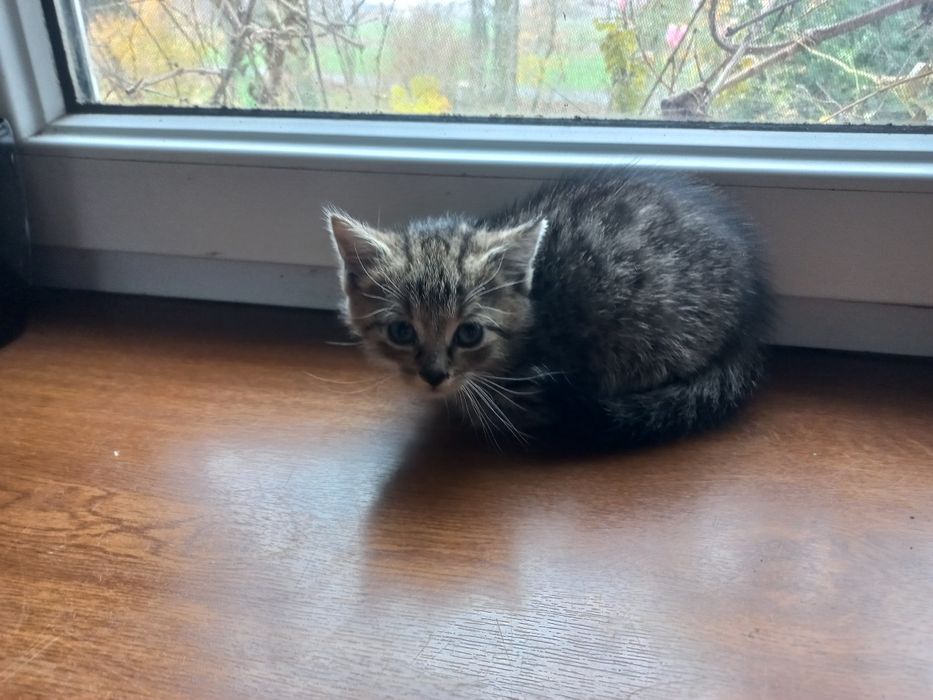 Oddam małe kotki