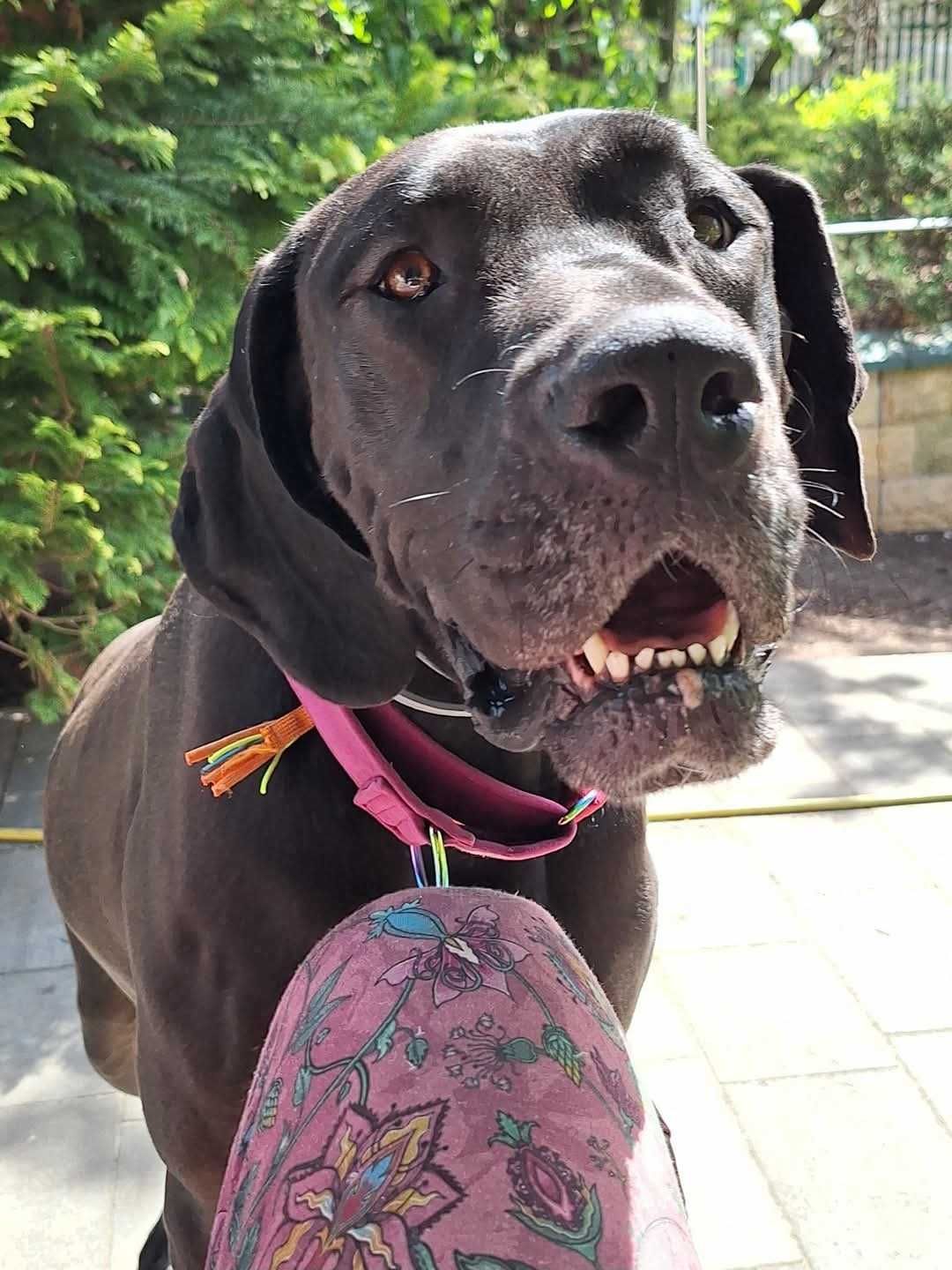 Dog niemiecki Werbena