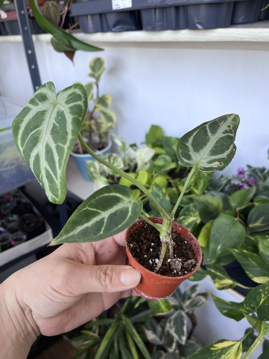 Антуріум  Silver Blush