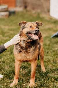 Bary, kochana przytulanka poleca się do adopcji!!!