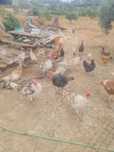 Aves de campo  criados au ar livre machos e femeas