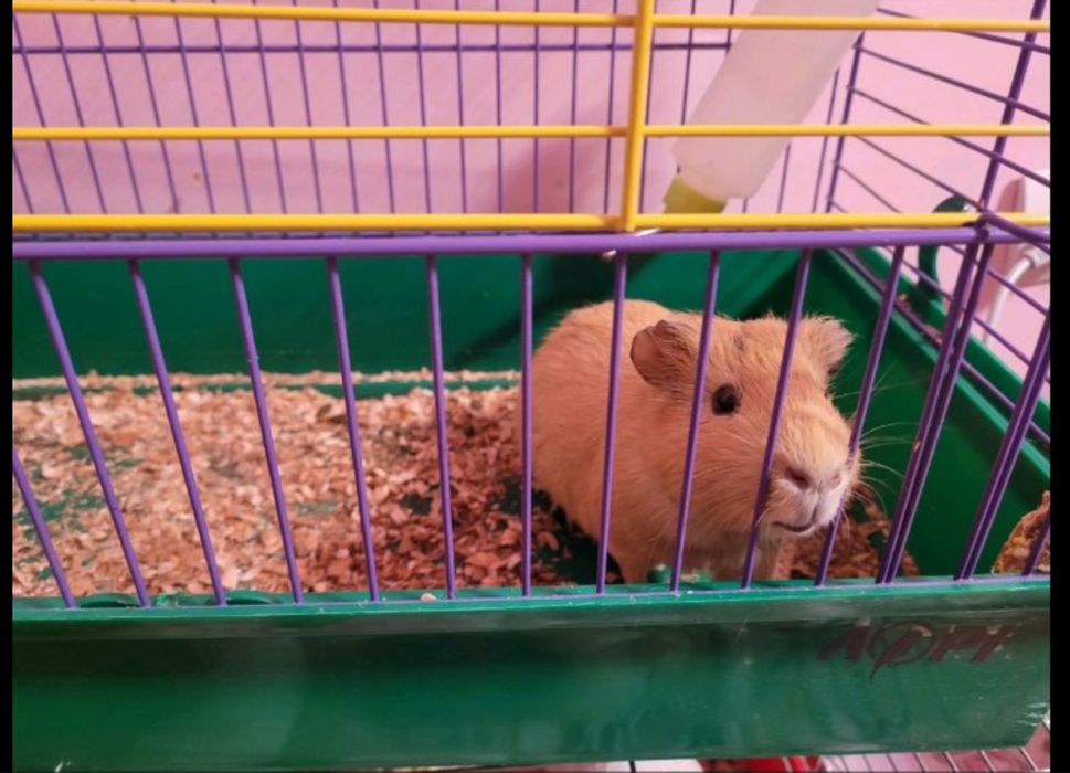 Морська свинка, хлопчик