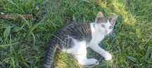 Kota 3 miesięczna kolorowa dachowiec do adopcji