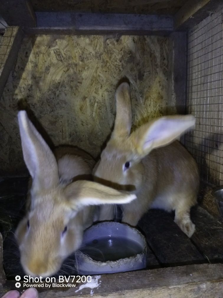 Кролики бургундці