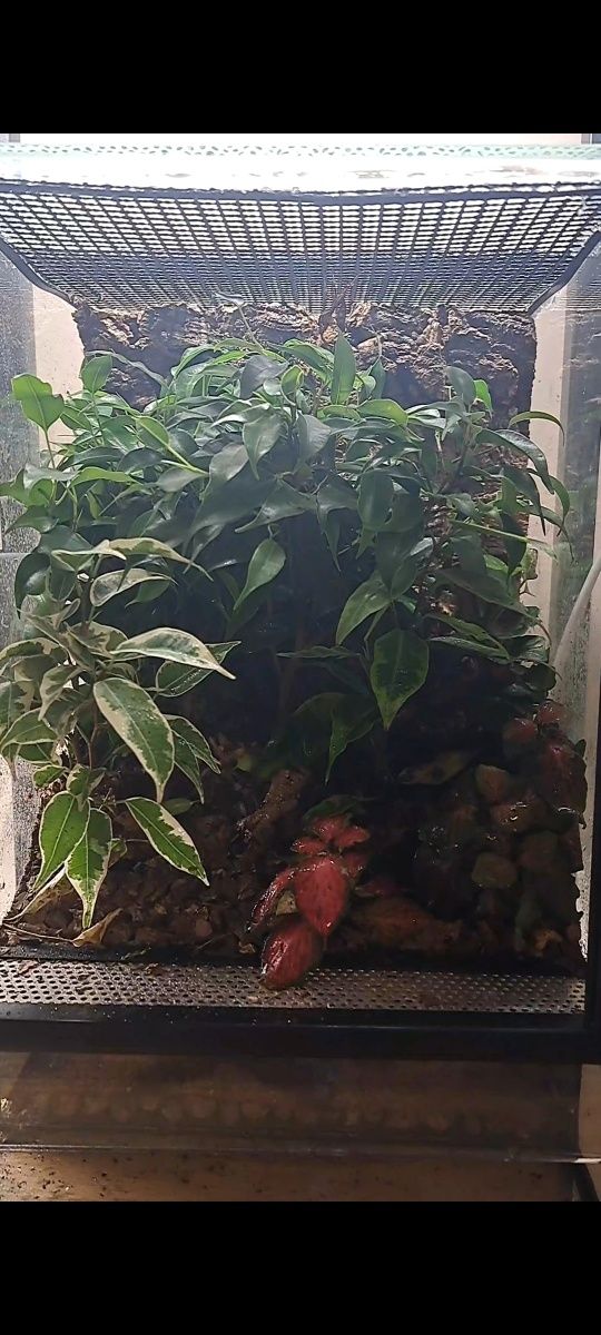 Unikalne Żywe Terrarium – leśny klimat do Twojego wnętrza!