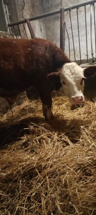 Sprzedam byki rasa Hereford