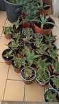 Plantas diversas   Suculentas pequenas a 2€