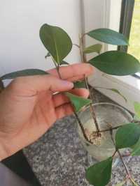 Sadzonka fikus bonsai