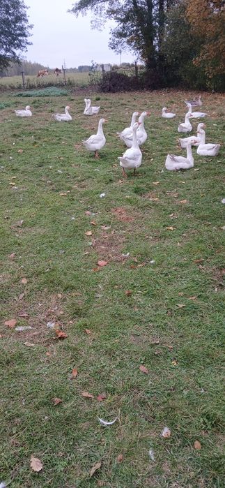 Gęsi żywe zdrowe ,tegoroczne.