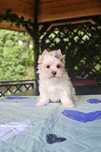 Golddust Yorkshire Terrier samczyk york piesek