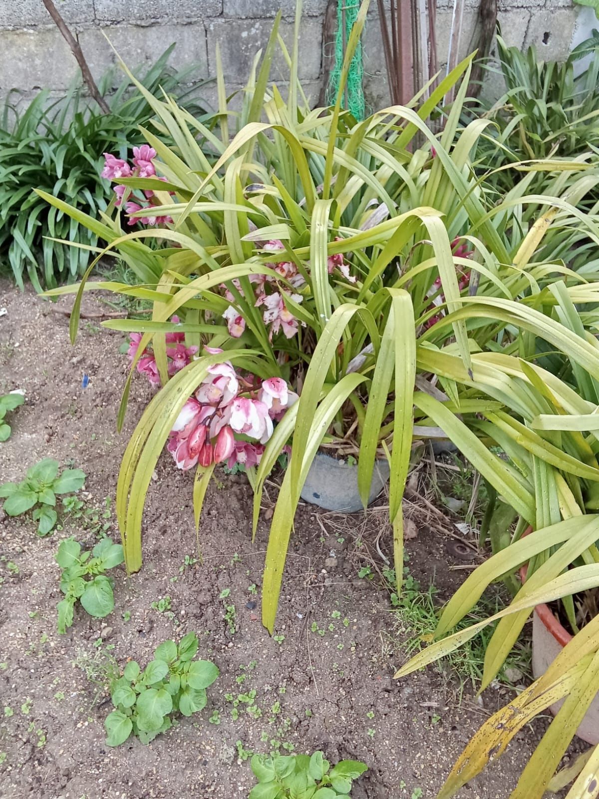 Produtos horticulos para venda