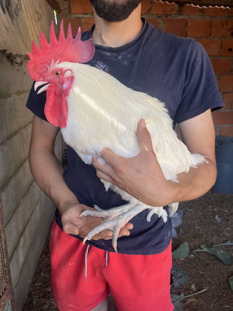 Galo linhagem la bresse