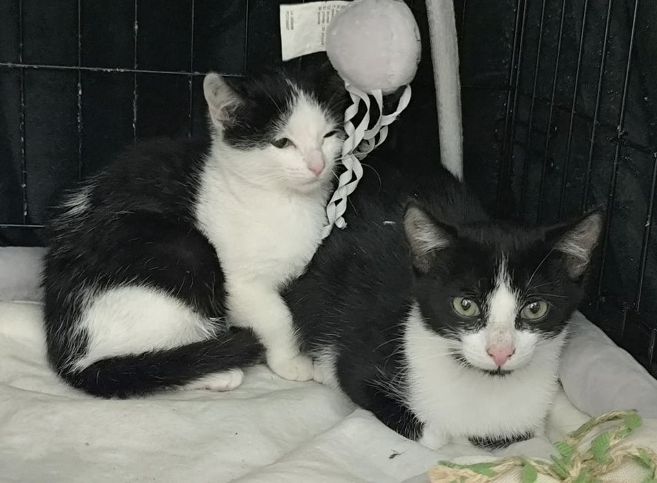 Ile jeszcze czasu musi minąć, aby ktoś je pokochał?..