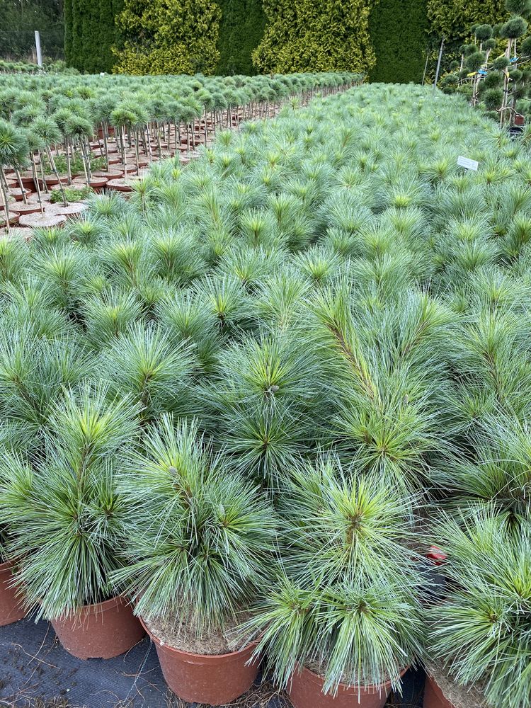 Sosna Pinus x schwerinii „Wiethorst” Producent