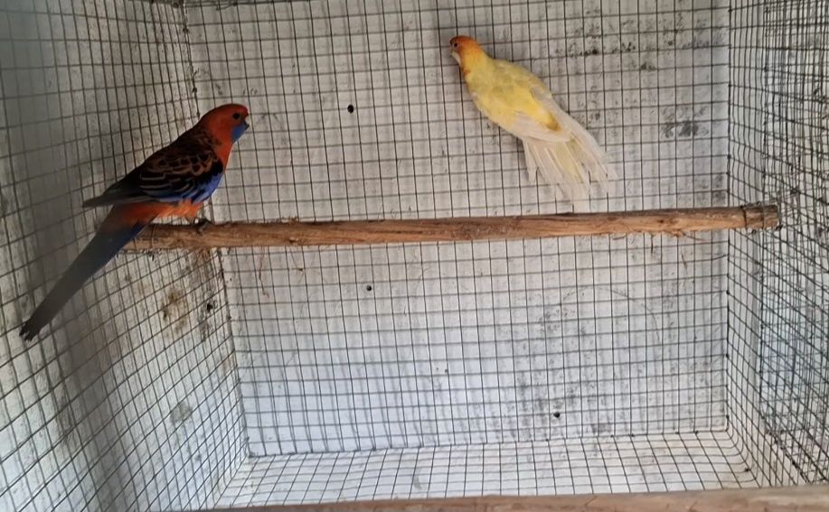 Casal roselas penantes adulto