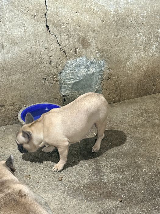 Buldogue Frances Femea