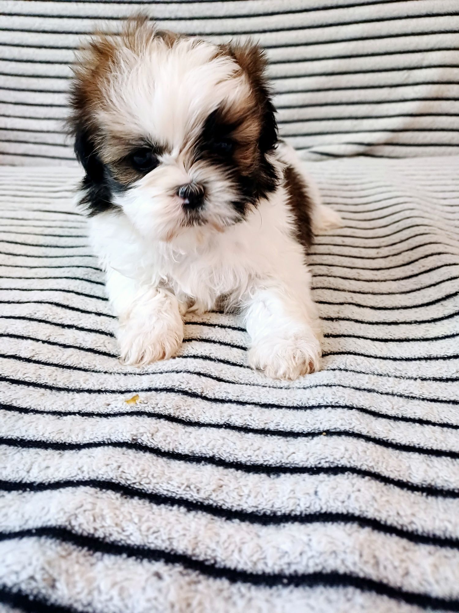 Suczka Shih  Tzu