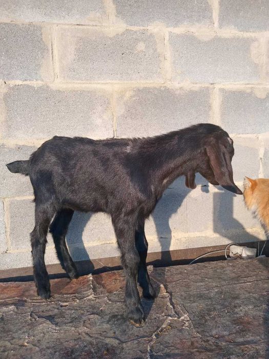 Кізочка відсоткова англонубійка, 87,5%