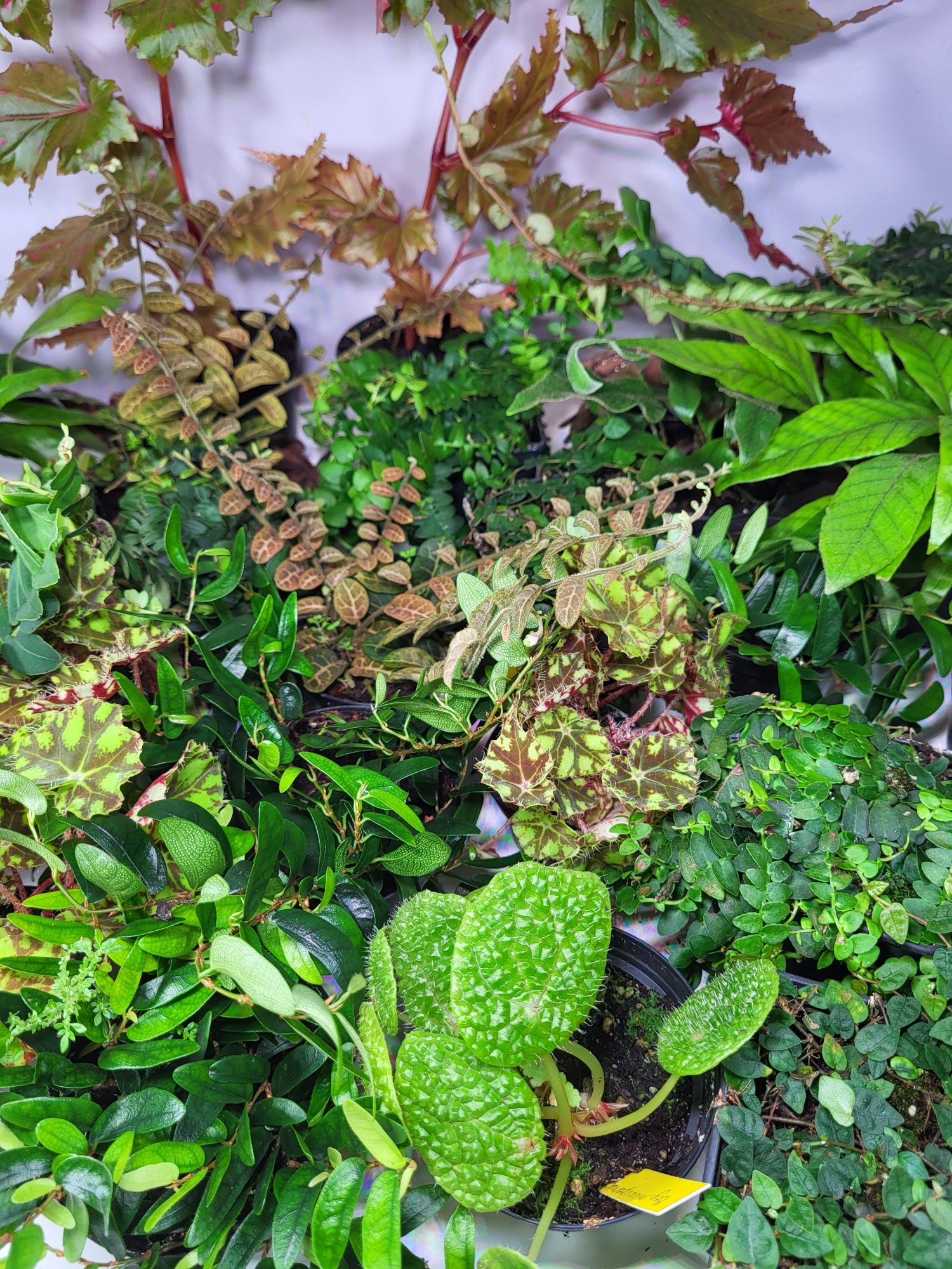 Rośliny egzotyczne do terrarium, paludarium, vivarium. Neoregelia