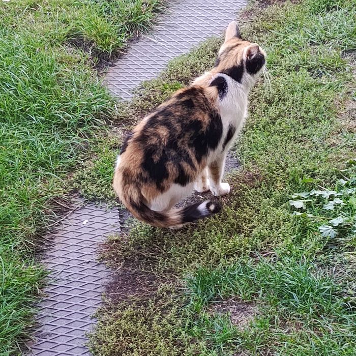 Młodziutka trikolorka szuka nowego domu po śmierci swojego Pana