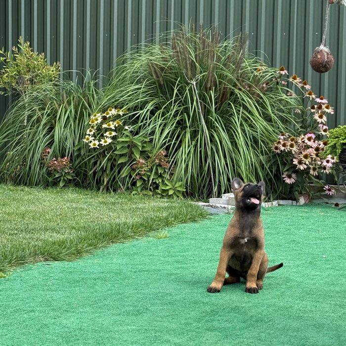 Owczarek belgijski malinois