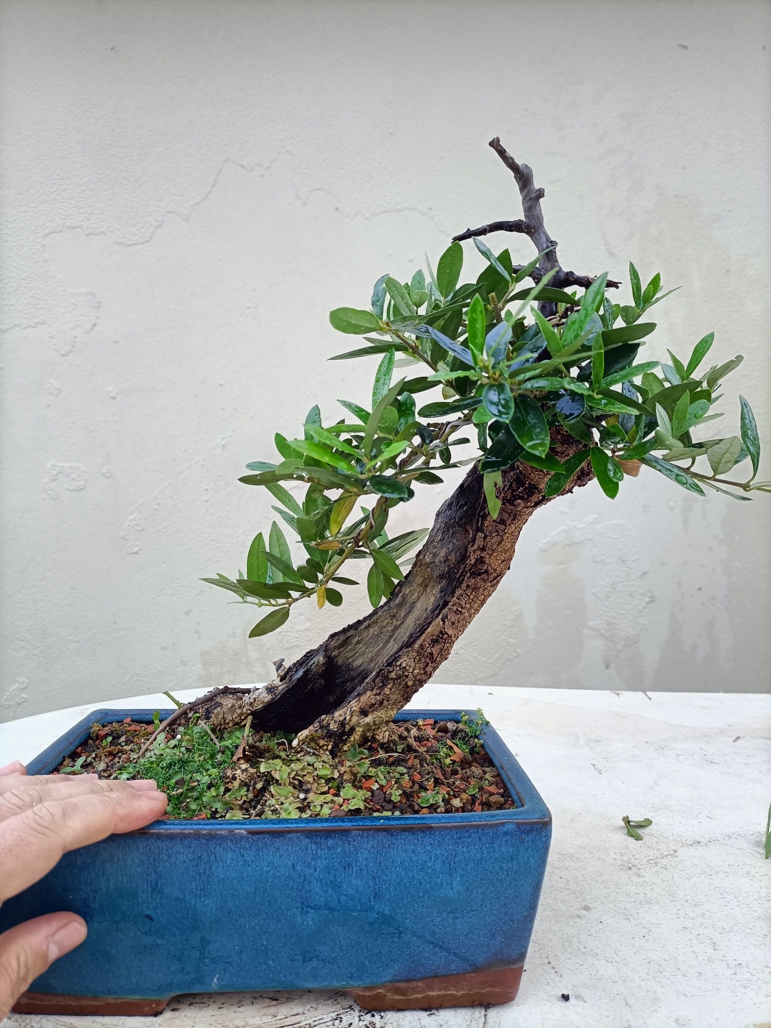 Vendo Oliveira Bonsai