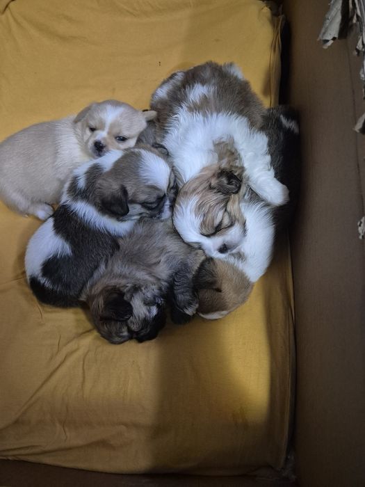 Szczenięta  mieszanka pekińczyk