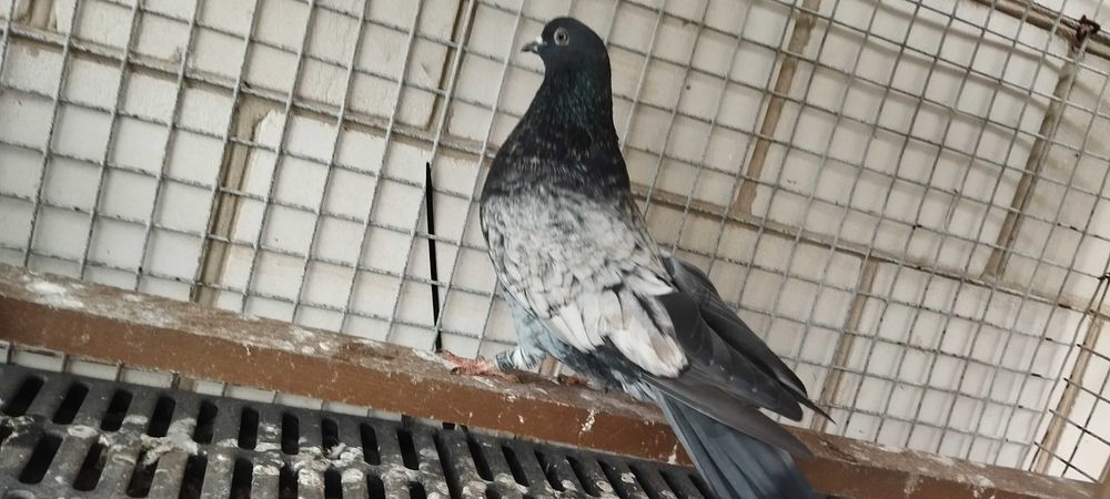 Kirowogradzkie  mikolajewskie