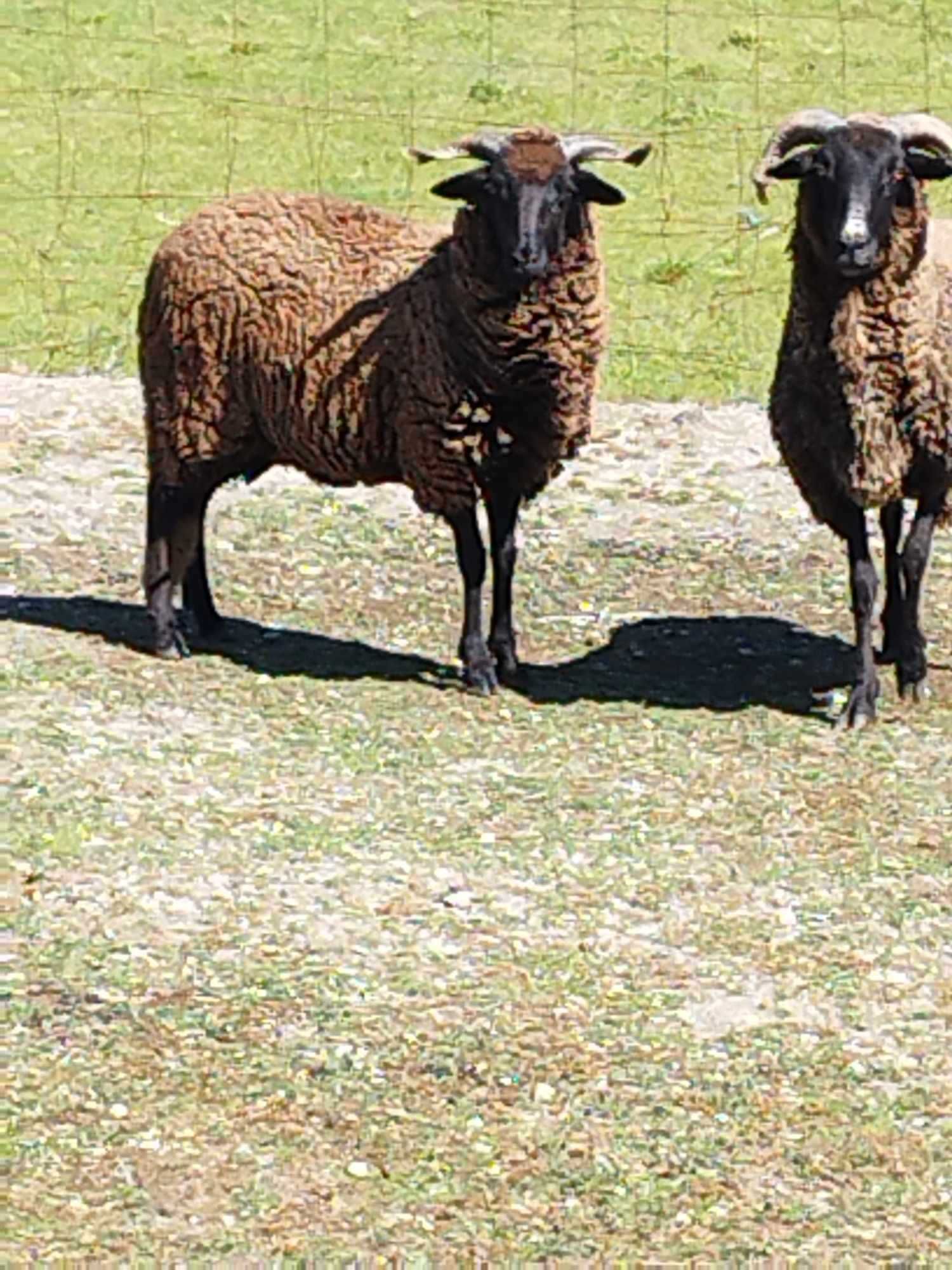 Vendo duas ovelhas 160€
