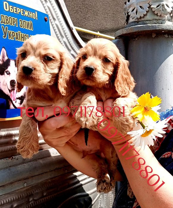 Кмітливі, енергійні, кумедні та віддані спанієлі - це гарний вибір.