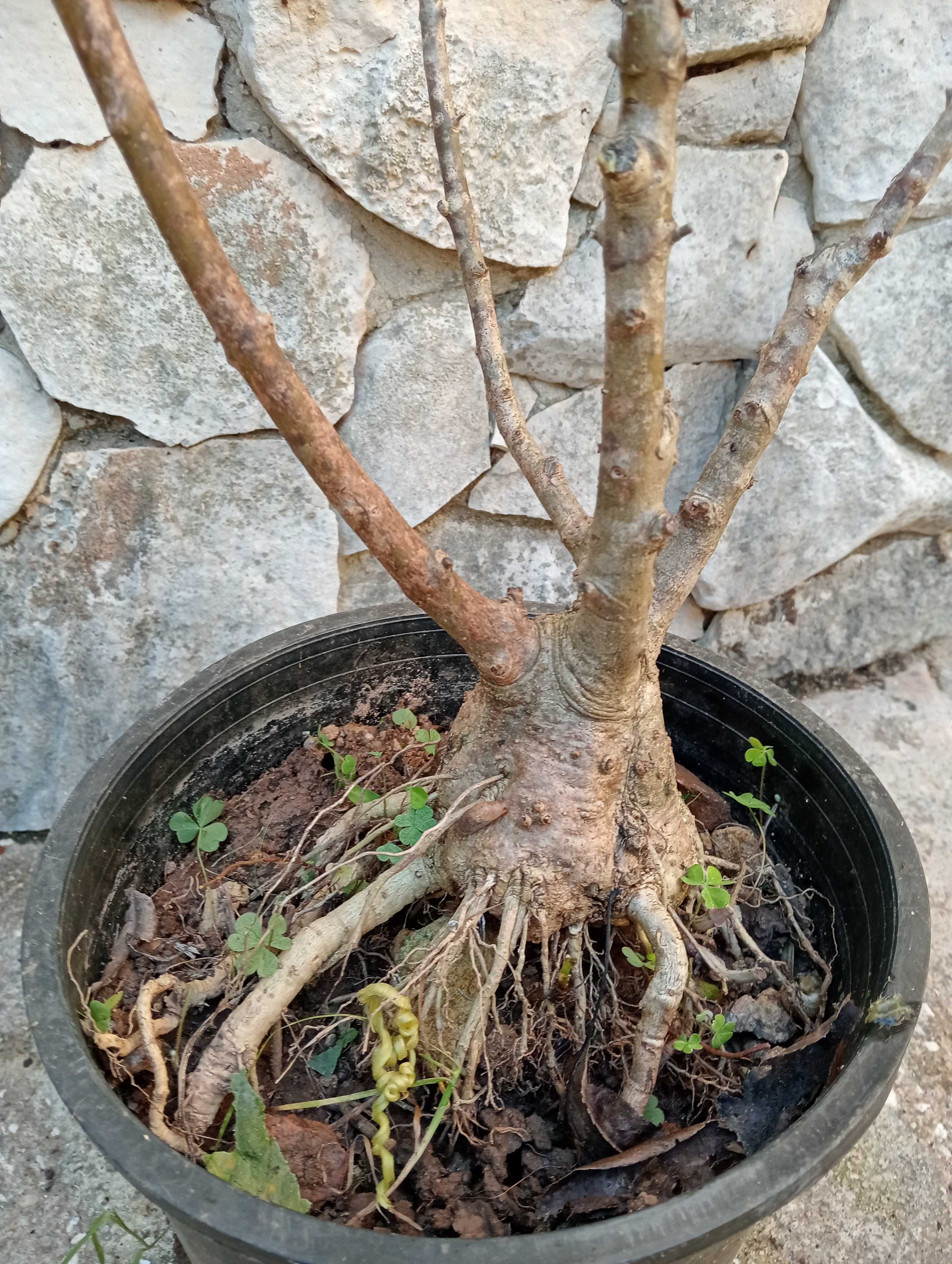 Oliveiras de jardim