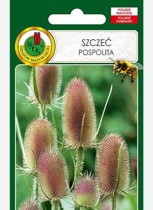 Szczeć pospolita