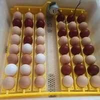 Інкубаційне Яйце змішаних порід курей