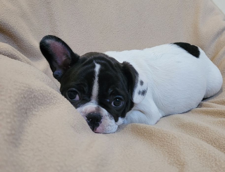 Cachorrinha Bulldog