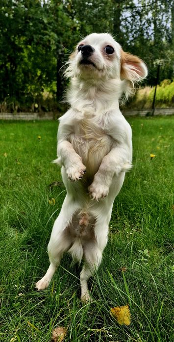 Chihuahua - długowłosa, biała, samiec