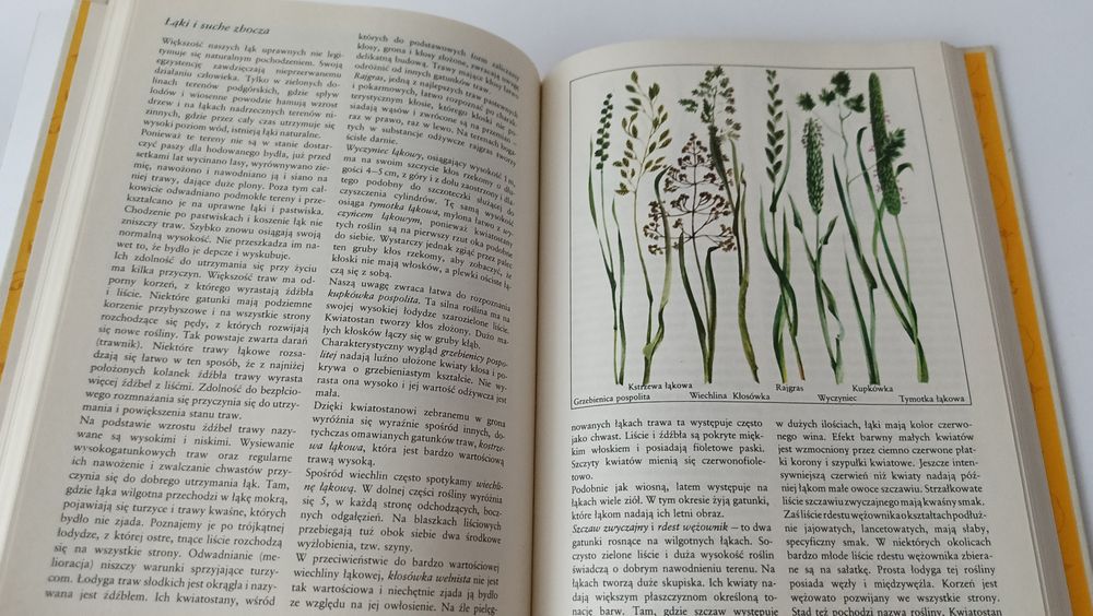 Przyroda przeżywana i obserwowana z dziećmi przedszkolnymi