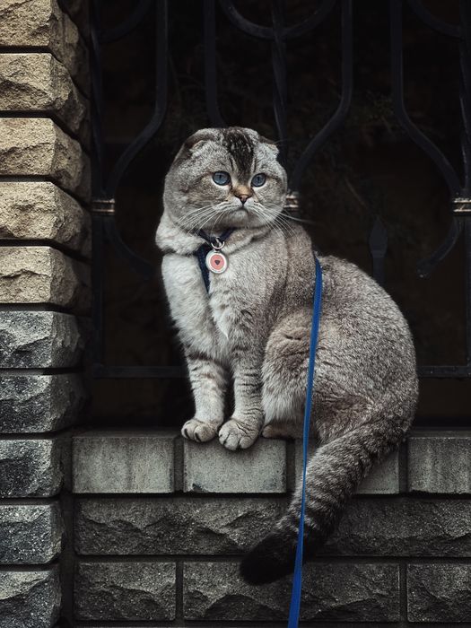 Скотишь фолд приглашает на вязку