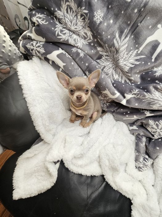Mini Piesek chihuahua