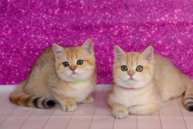 Самые красивые британские плюшевые и пушистые котятки