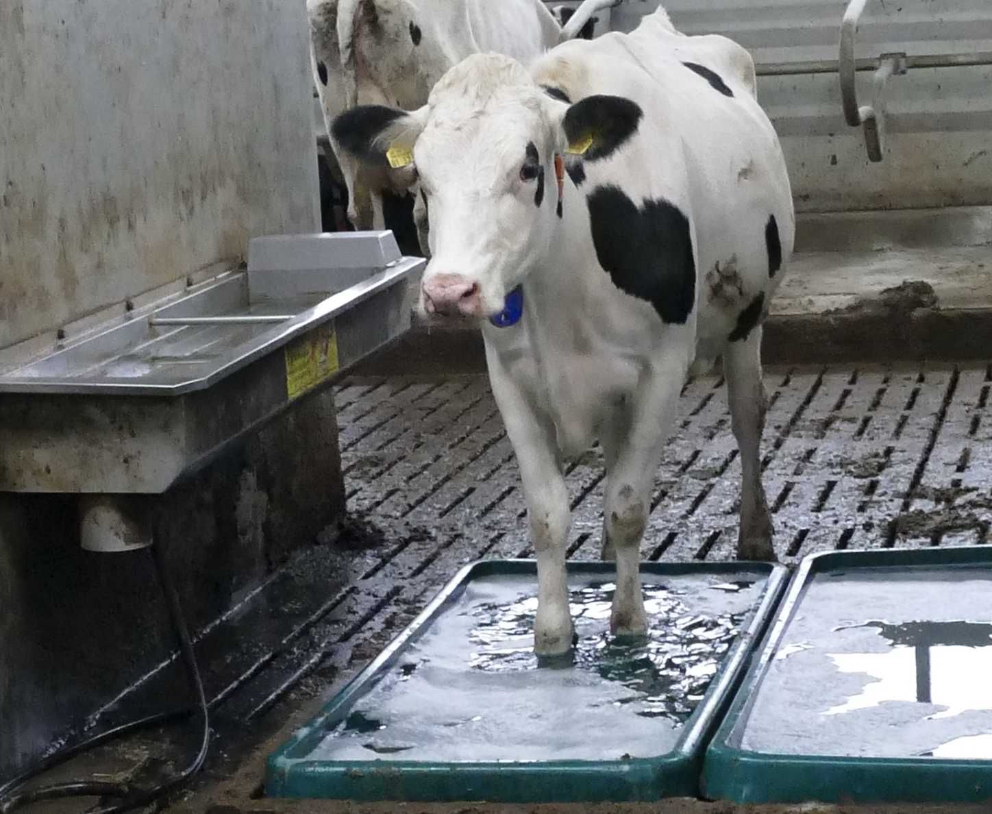 Wanna kuweta do dezynfekcji racic, kąpieli racic SUEVIA
