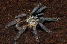Ptasznik Psalmopoeus reduncus samica dorosła 4DC