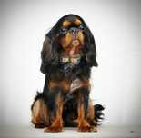 Cudowny chłopiec King Charles Spaniel